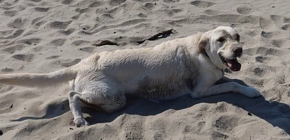 Labrador wagging on beach, somewhat wet after a run in the sea.