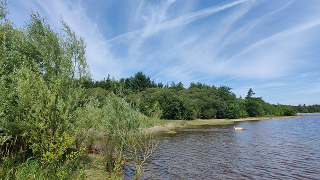 Labrador entering the water and jumping until she finds her depth, then swims a few seconds and finally regains contact with the lake bed and bounds back to shore. The lake is calm, the sky streaked with very light cloud but otherwise summery. The opposite shore can be seen on the horizon.