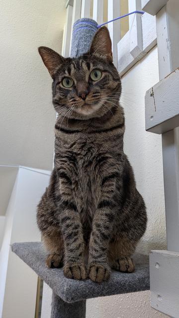Cat sitting on perch looking toward camera