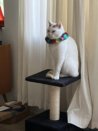 Witte poes met oranje vlekjes en regenboogkraag zit stijfjes en verwijtend bovenop z’n krabpaal