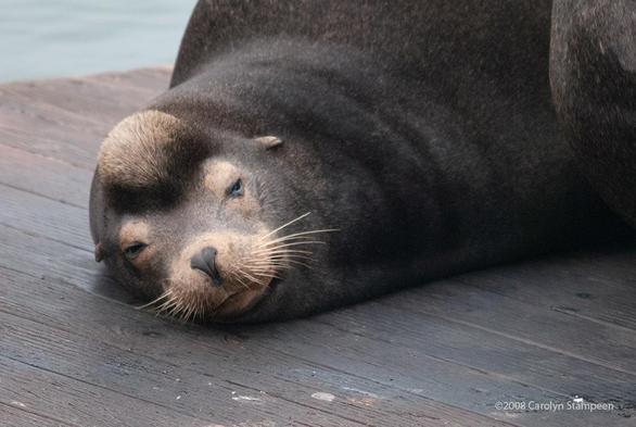 A closeup of a sea lion.  He is dark except for the area around his eyes and muzzle, his cute little ears, whiskers, and the big bump on the top of his head that suggests his gender, which are all light brown.  His head is slightly lifted from the wood of the wharf he's laying on, his eyes half open, looking towards us. He looks like someone who has been awakened from a nap and hasn't figured out if that is a good thing, maybe it would be better to nod off again.