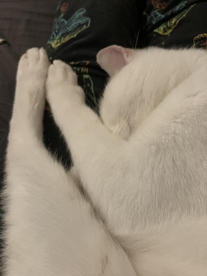 Poes ligt op schoot te slapen, voorpootje over snuitje en achterpoot langs voorpoot