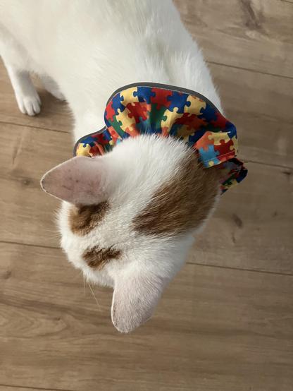 Poes draagt kraag met puzzelstukjes in primaire kleuren