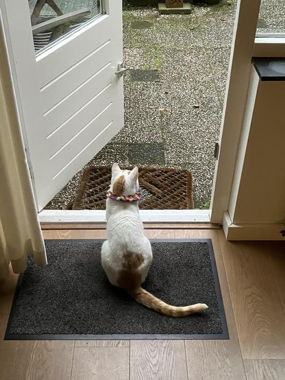 Poes zit alert op de mat bij de open achterdeur