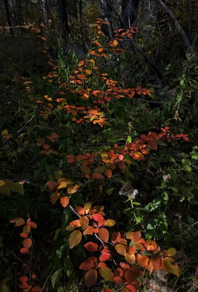 Catching a bit of the morning sunlight in the forest, a shrub is showing its bright red and orange Autumn foliage.

Despite its rich pleasing leaves, it is a non-native invasive species here in Griffith Woods Park, that has likely escaped from someone's yard and is lurking in the shadows making expansion plans.